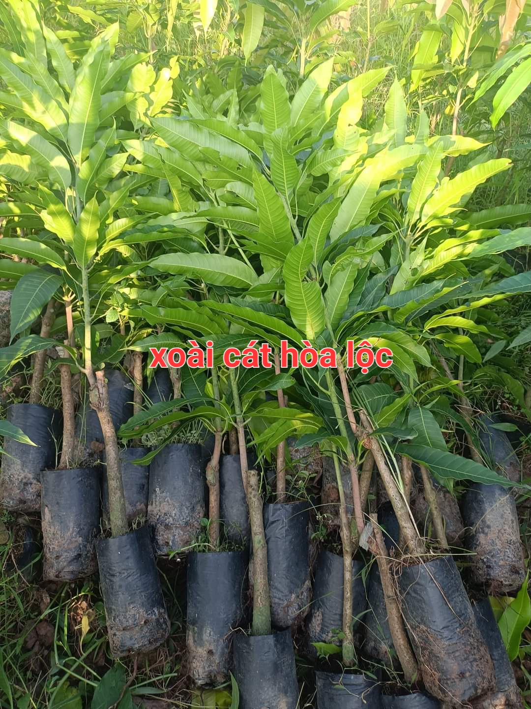 CÂY XOÀI CÁT HÒA LỘC
