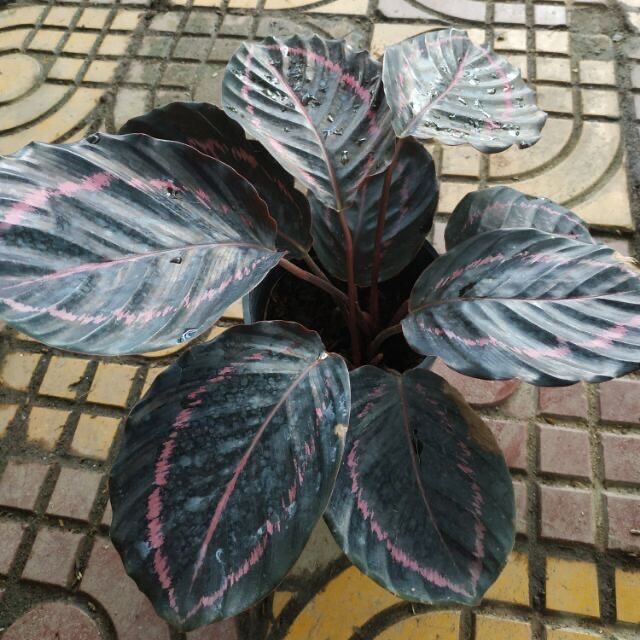 Cây đuôi công tím/ calathea dottie