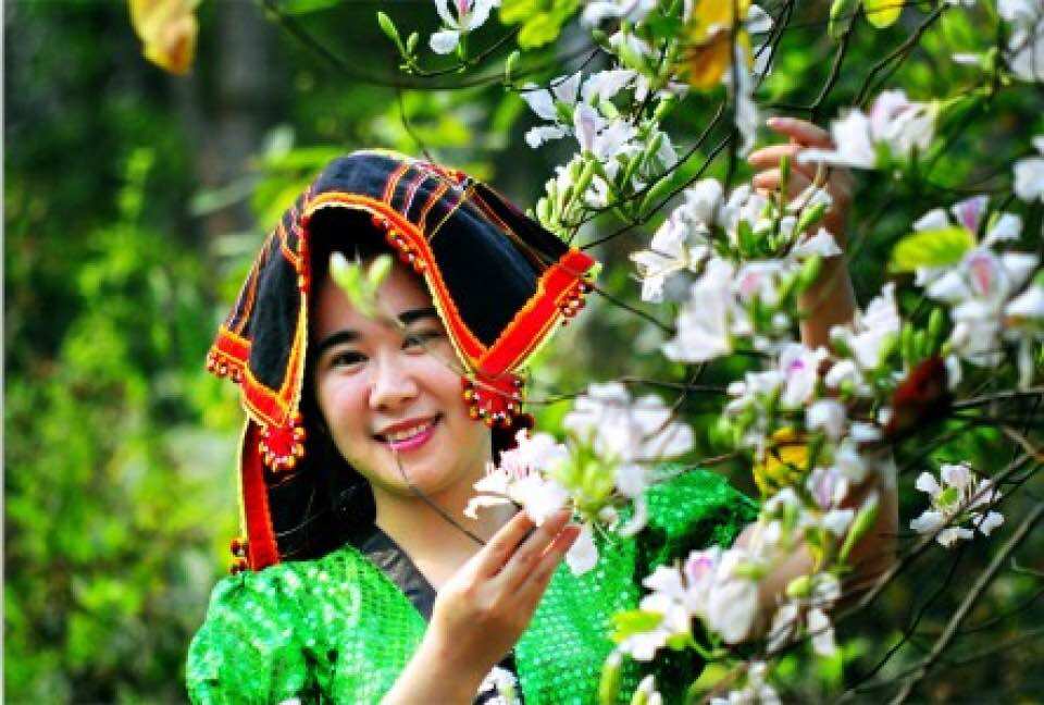 Trà thảo mộc Mộc hoa trà Tây bắc 7 vị thảo mộc