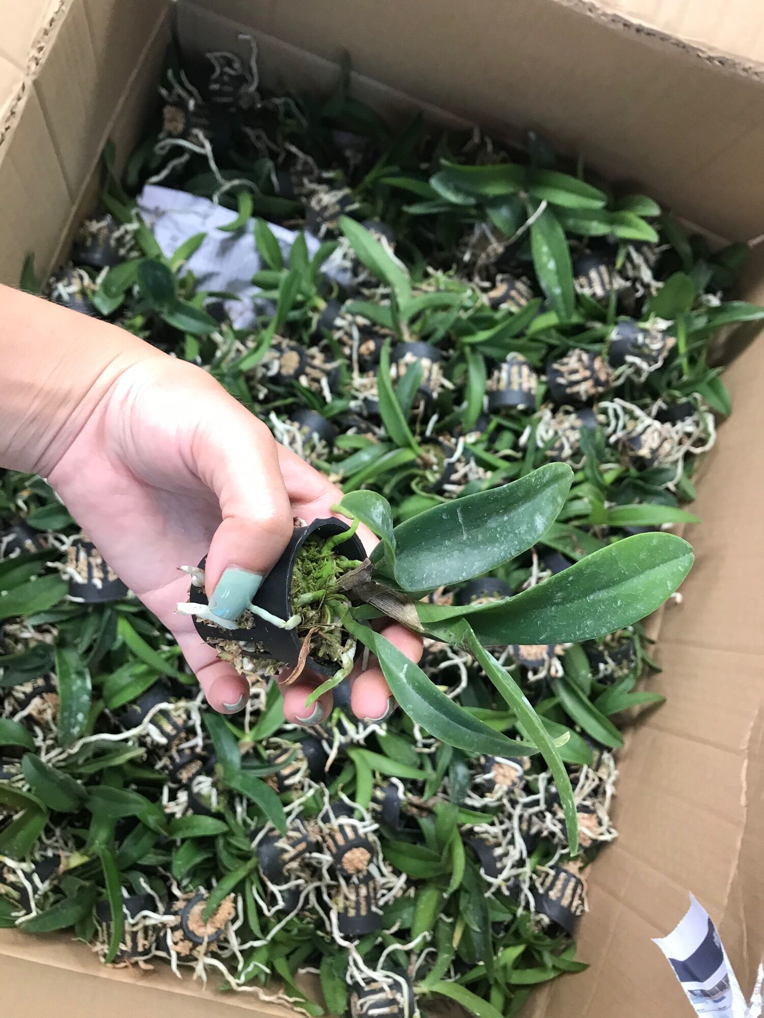 Lan Cattleya Cây Giống Nhiều Màu