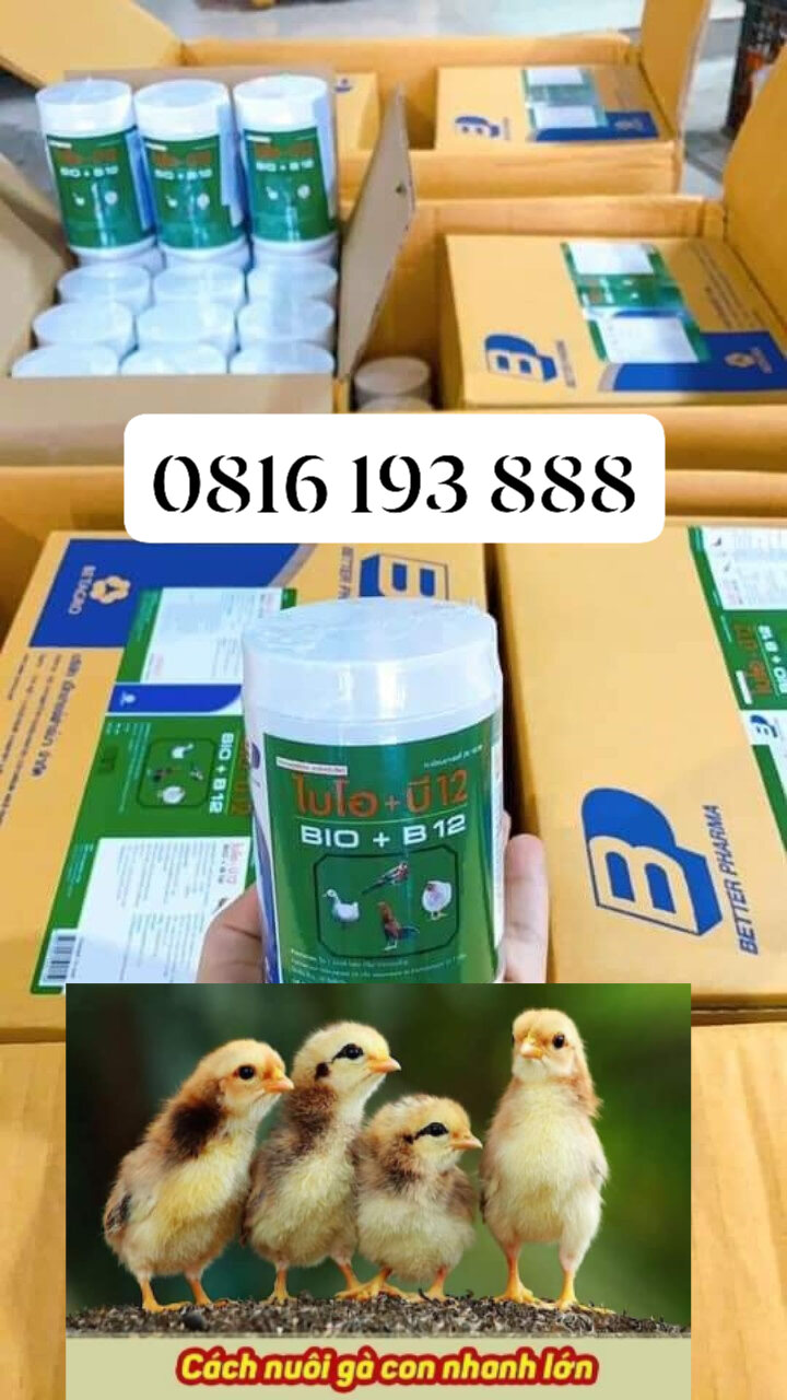 💥 t.h.u.ố.c úm bio b12
🤟🤟🤟 úm gà con tuyệt vời. 
✌✌giữ được 99% chống hao hụt và khỏe mạnh phát triển tốt