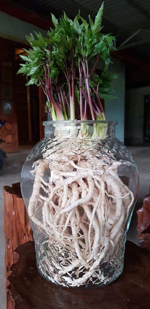 Kiwi Sìn Hồ Lai Châu (170k/3kg)