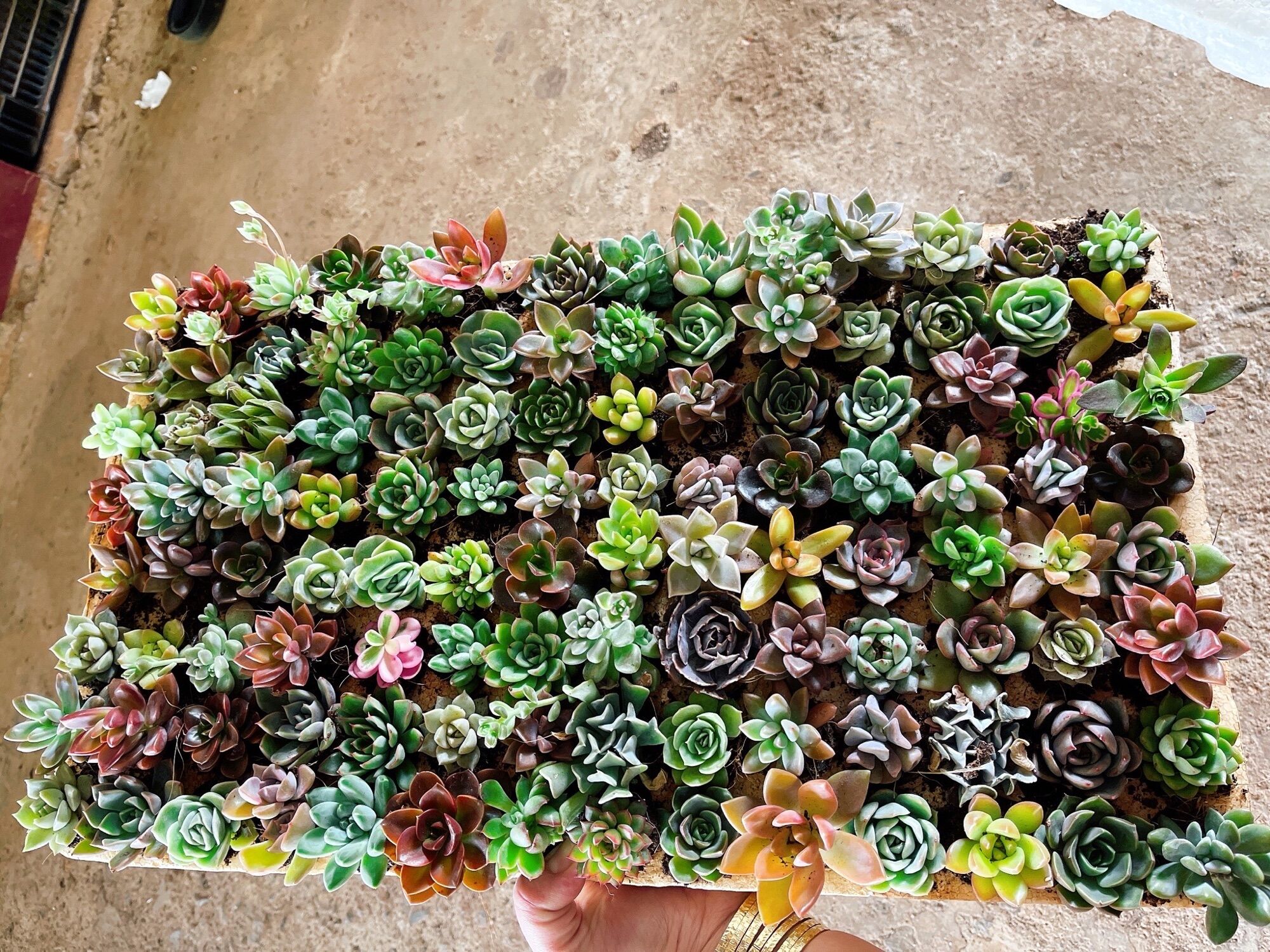 112 cây sen đá mini xuất vườn đà Lạt , đa dạng nhiều loại