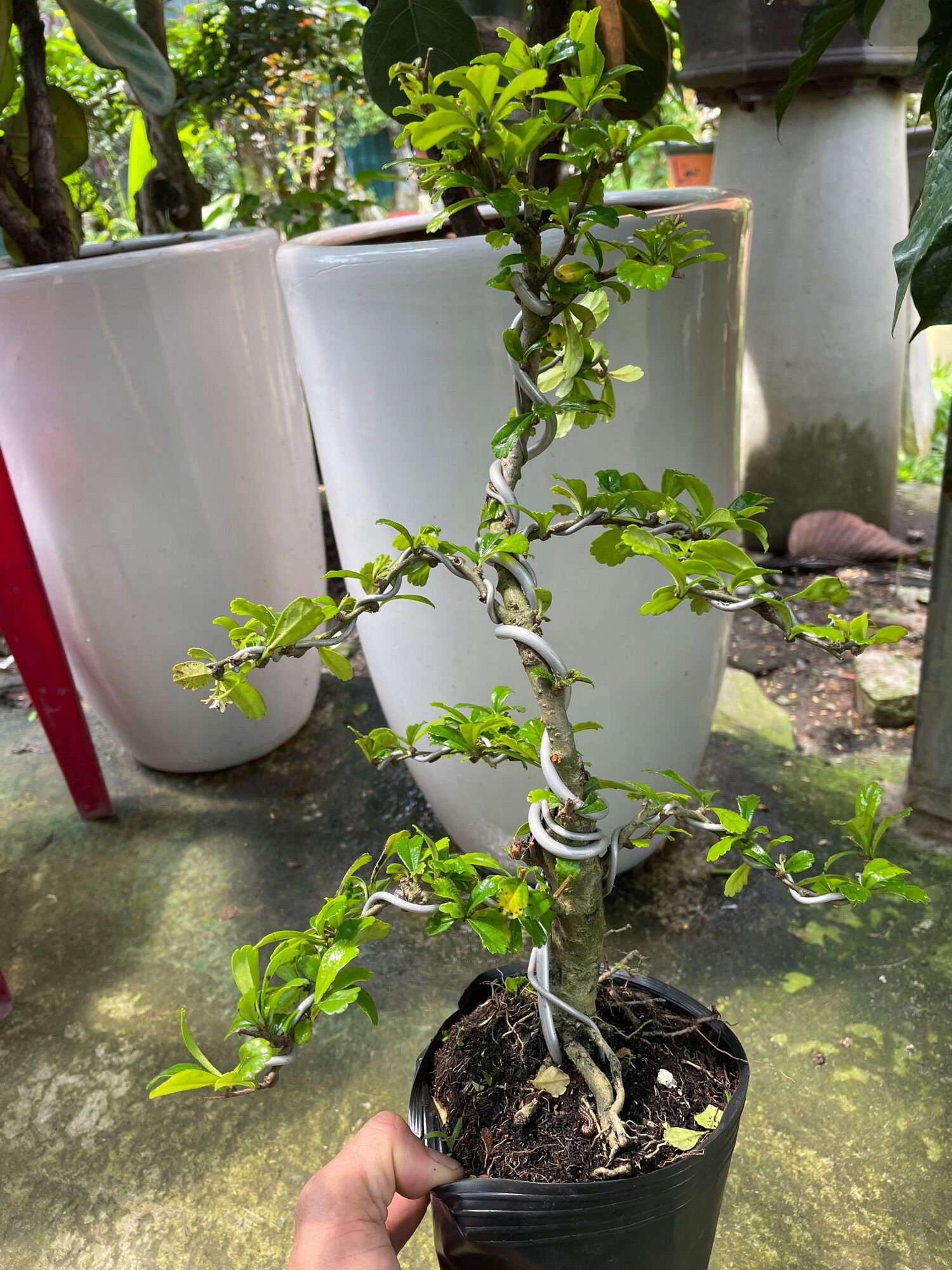 Cây Trà Phúc Kiến (bùm sụm) bonsai