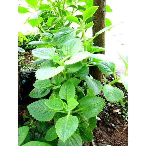 Chậu tần lá dày húng chanh, rau tần