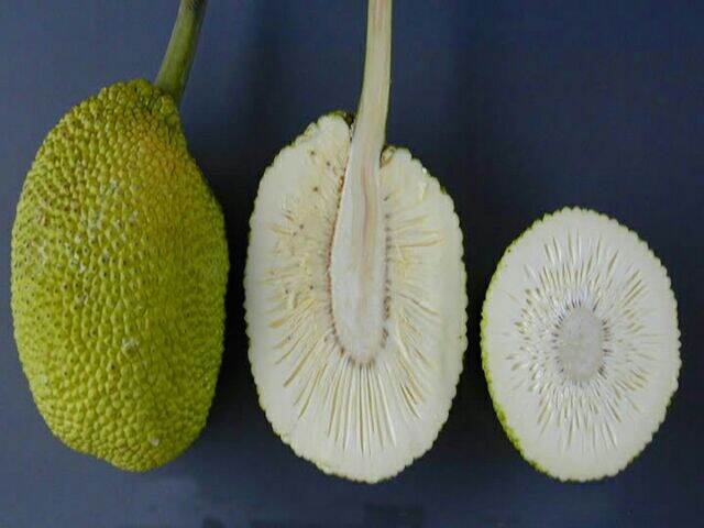 cây giống sake cao từ 120cm.