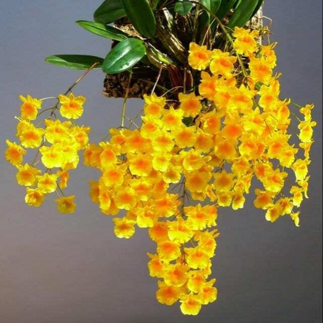 Hoa lan vảy rồng