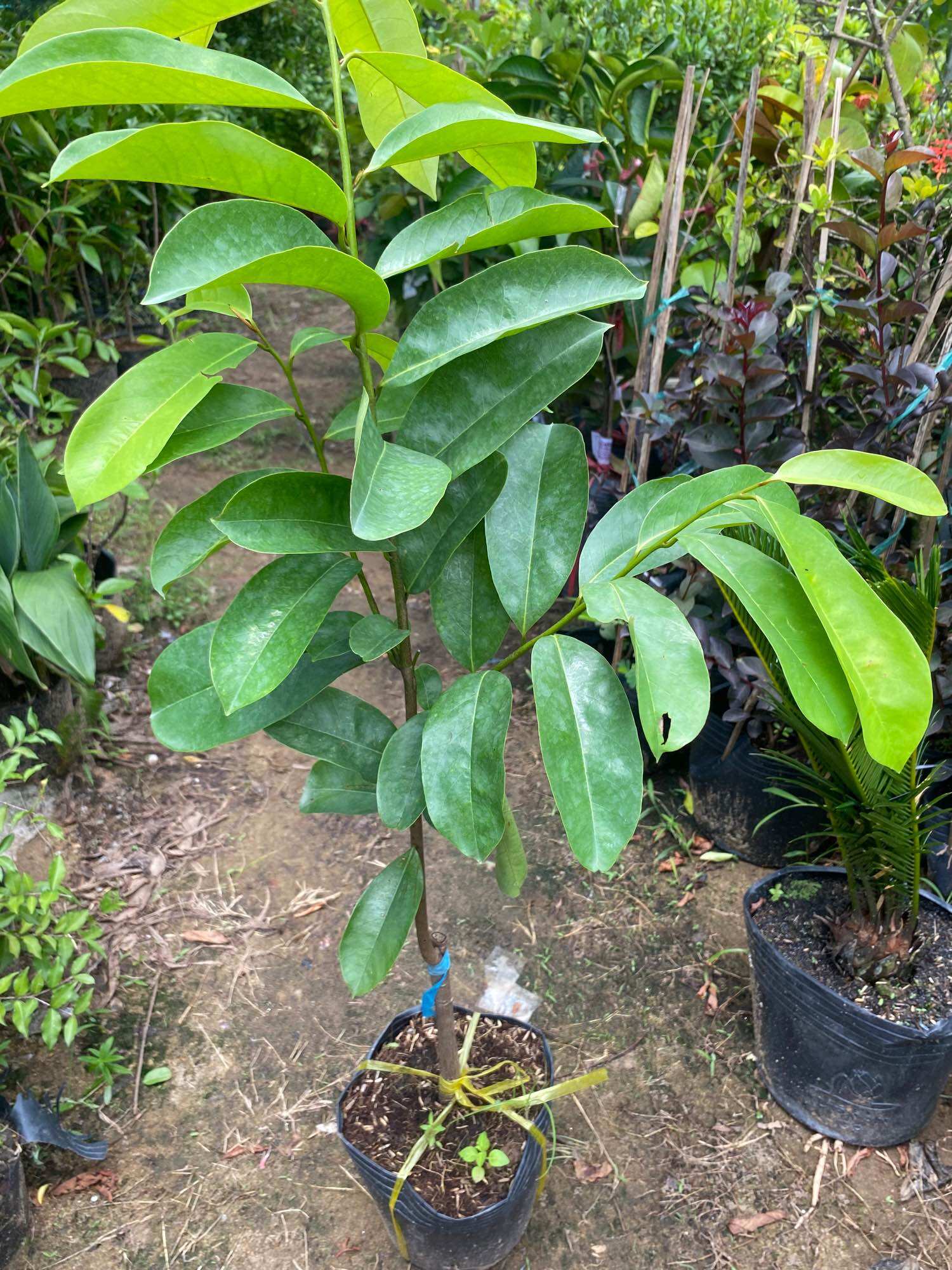 Cây Mãng Cầu Xiêm Thái