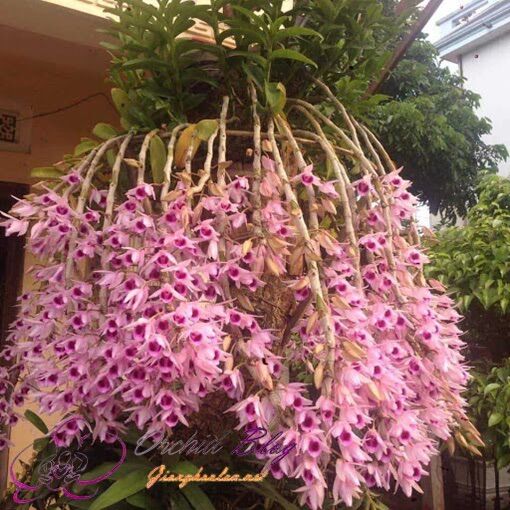Hoa lan phi điệp hàng giống kie tách từ cây mẹ