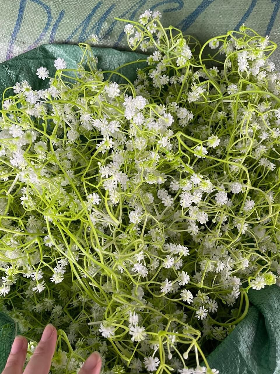 Cỏ điểm bi, cỏ bi, bịch 100g