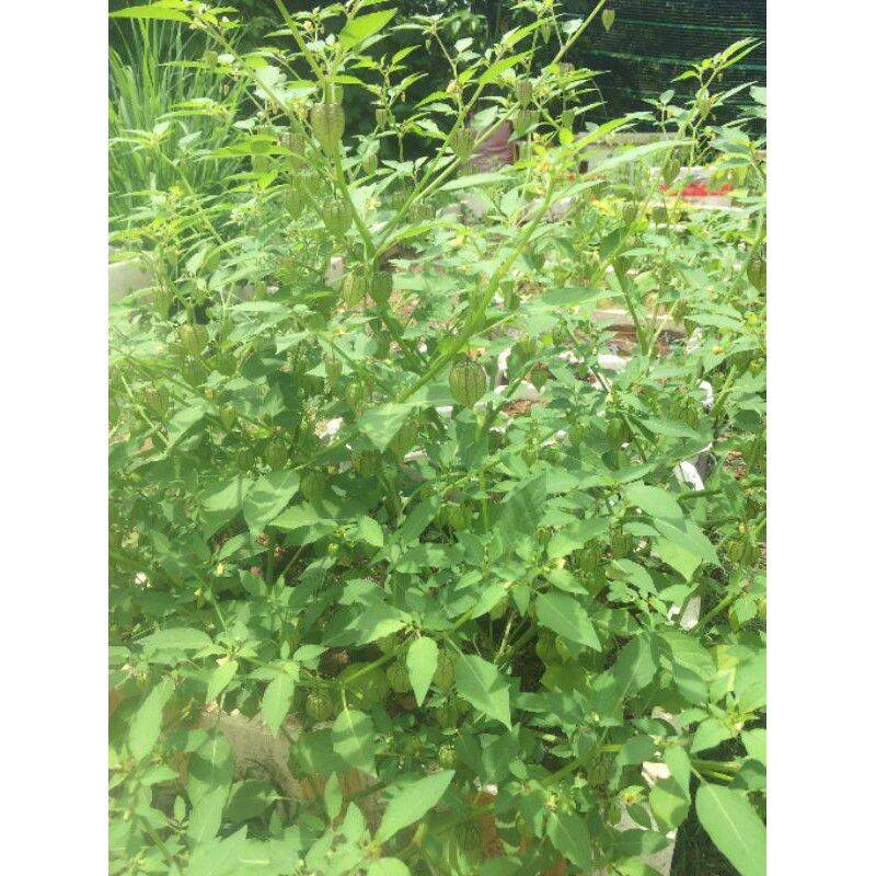 1kg cây tầm bóp khô ( cây thù lù, lồng đèn ,bôm bốp)