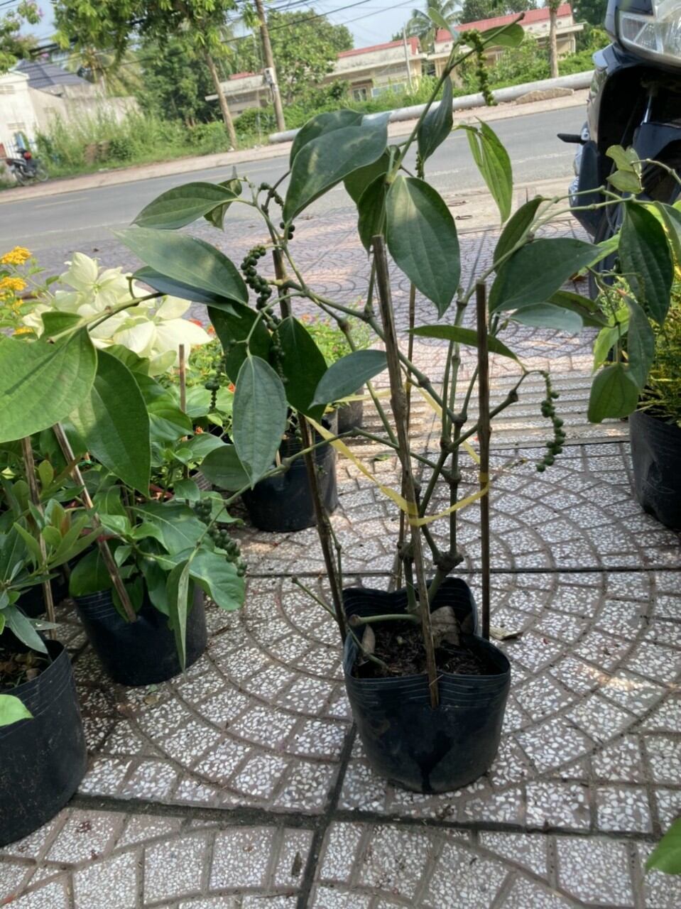 Chậu cây tiêu đang trái như hình