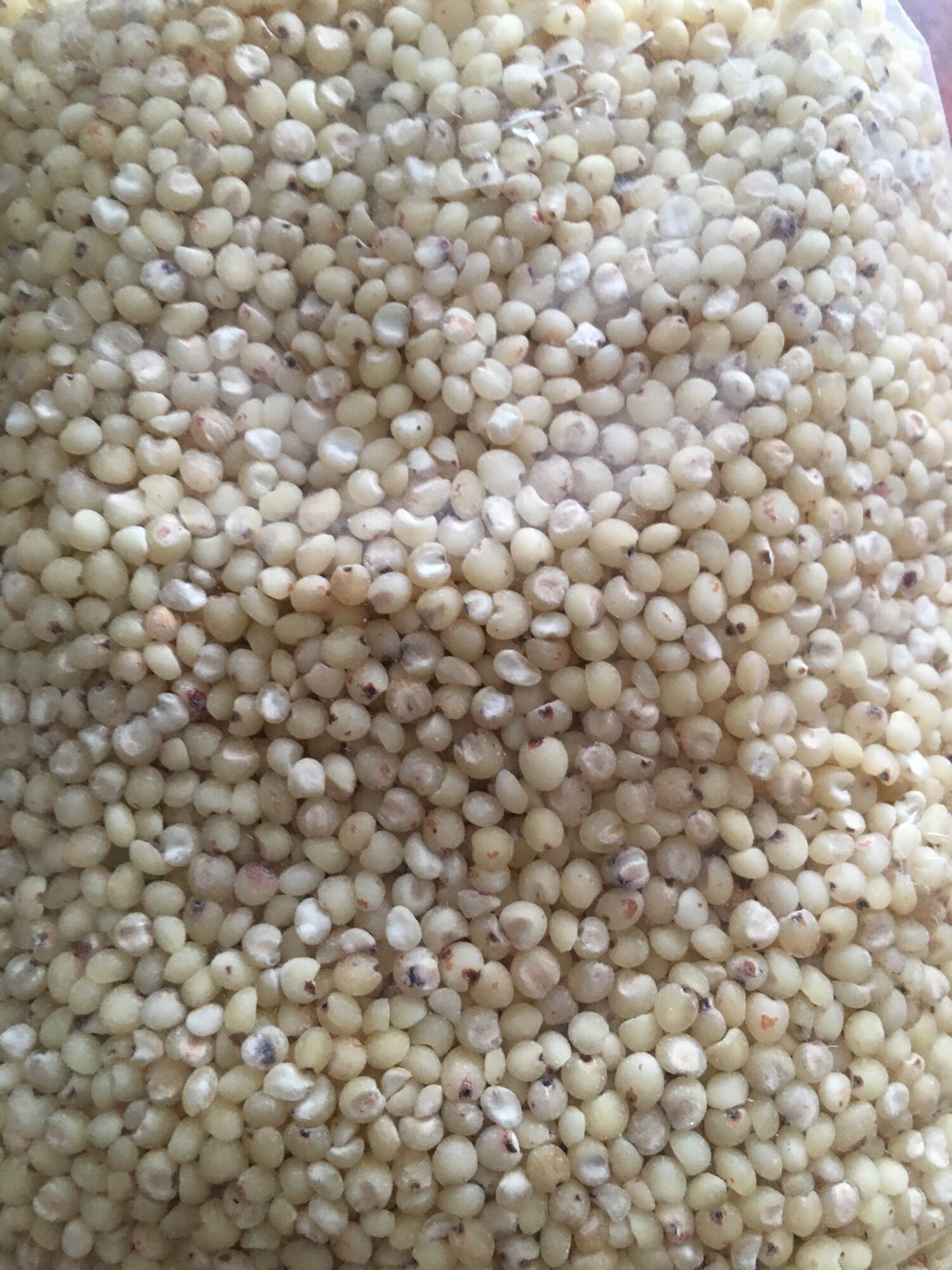 Hạt ý dĩ (hạt bo bo) (1kg hút chân không)