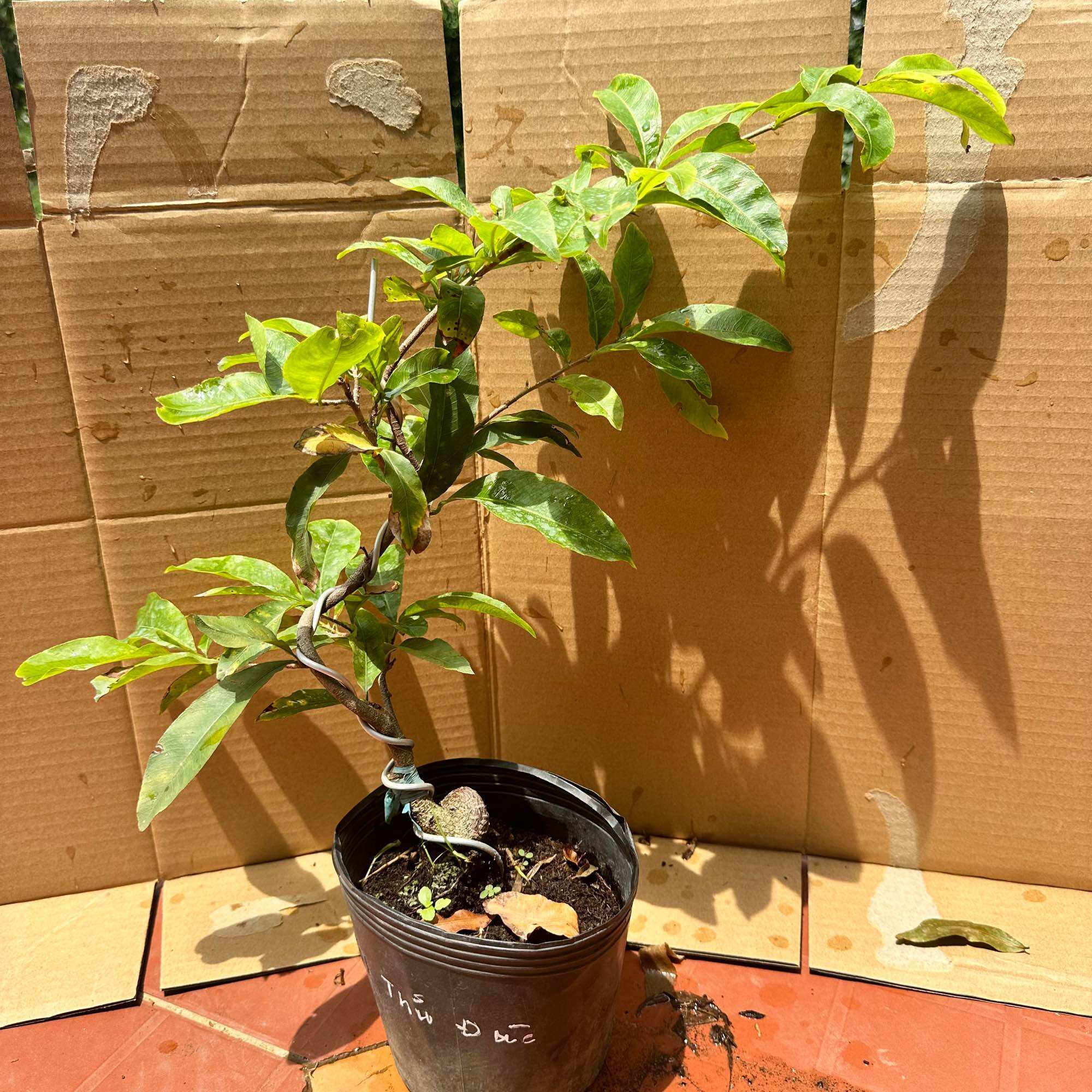 Cây mai giảo Thủ Đức - bonsai gốc ghép đẹp, chuẩn giống