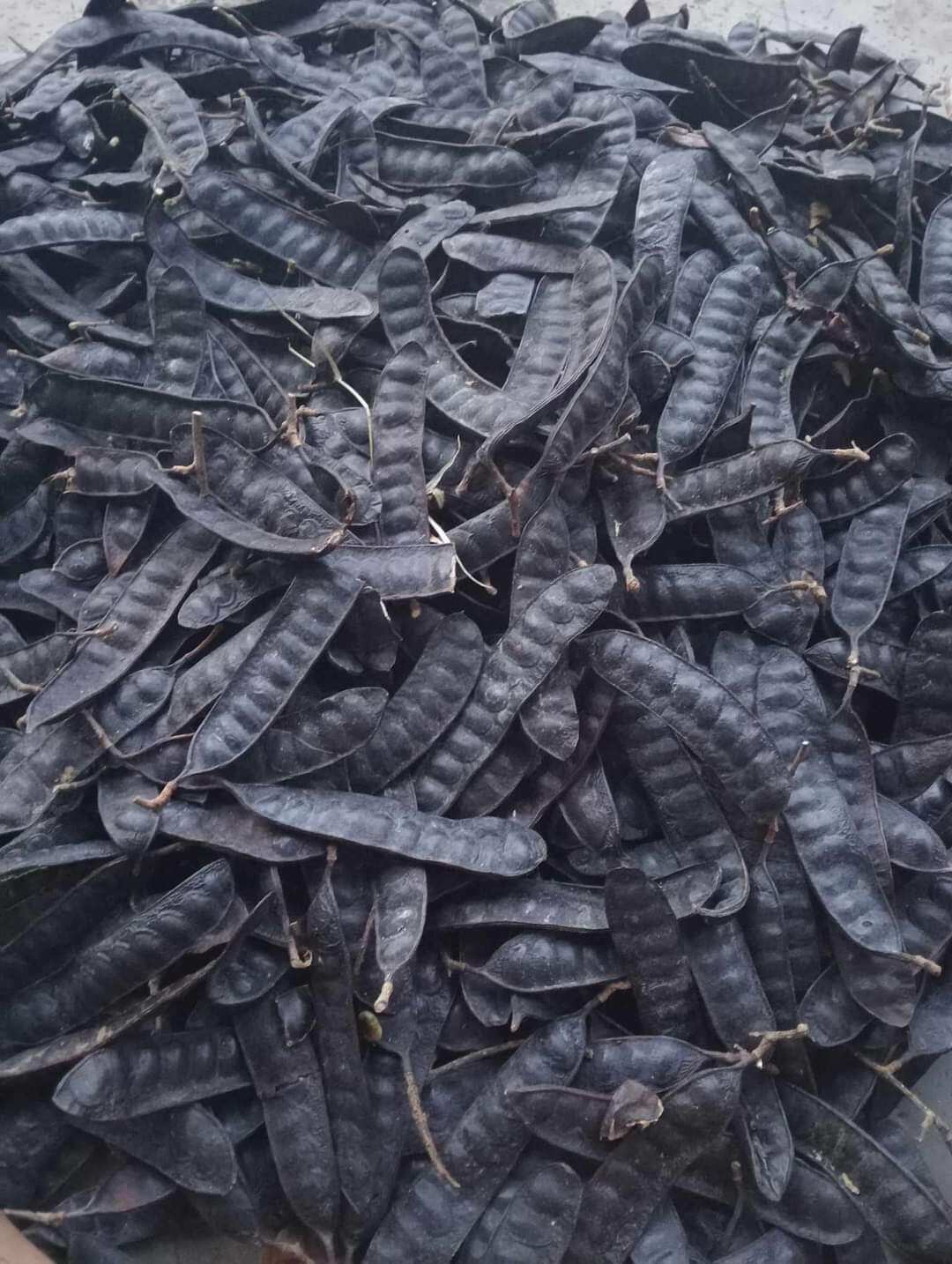 1kg bồ kết khô