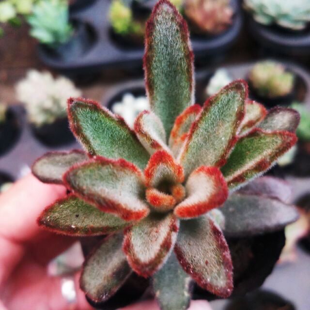 Sen nhung viền đen