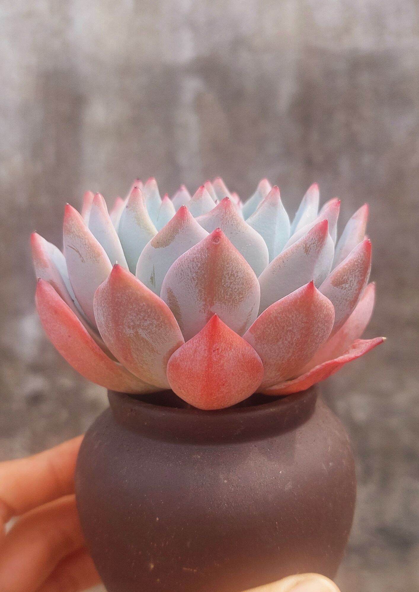 Sen đá CHIM HỒNG size trung 8 cm