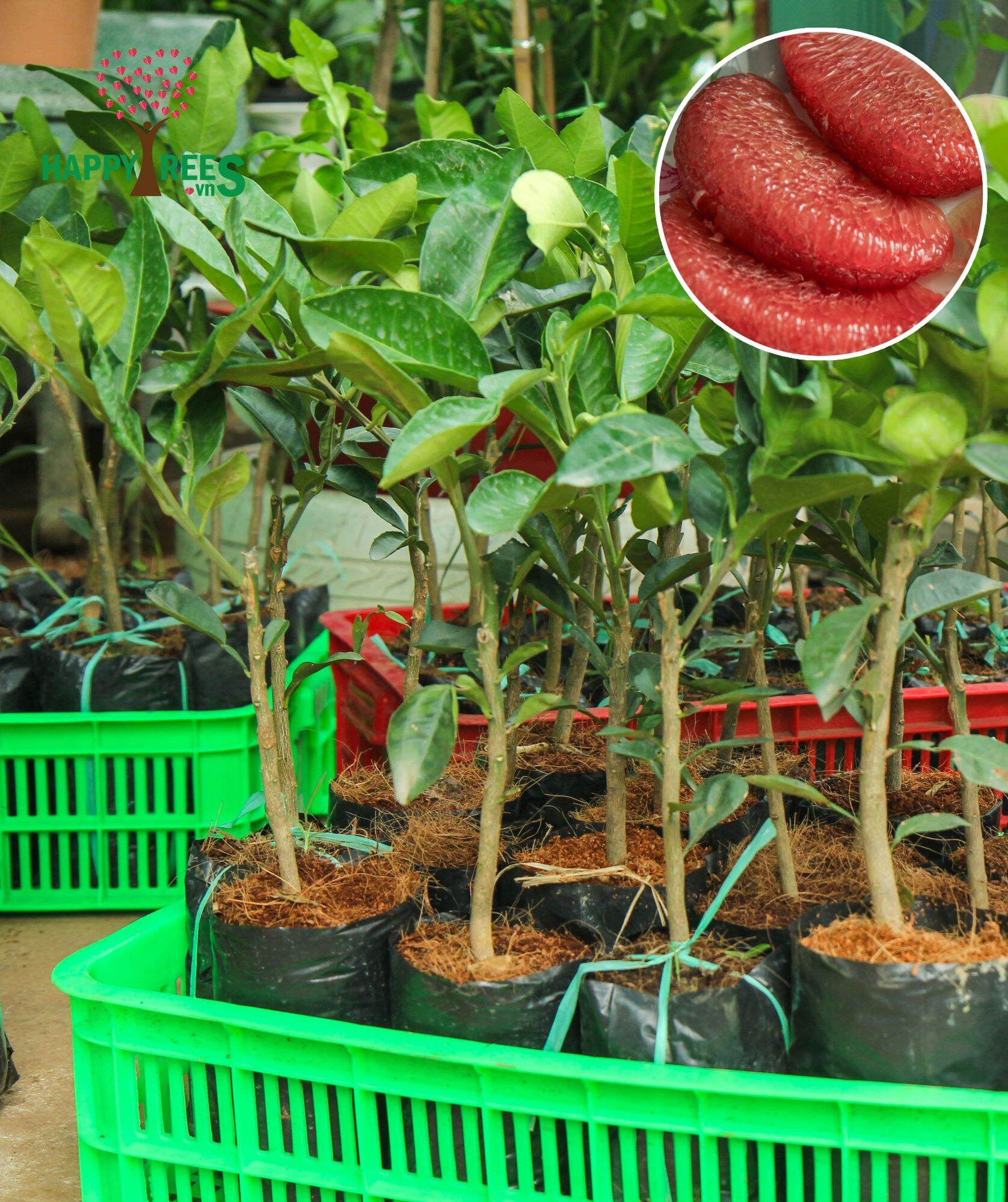 Cây giống bưởi ruby thái lan