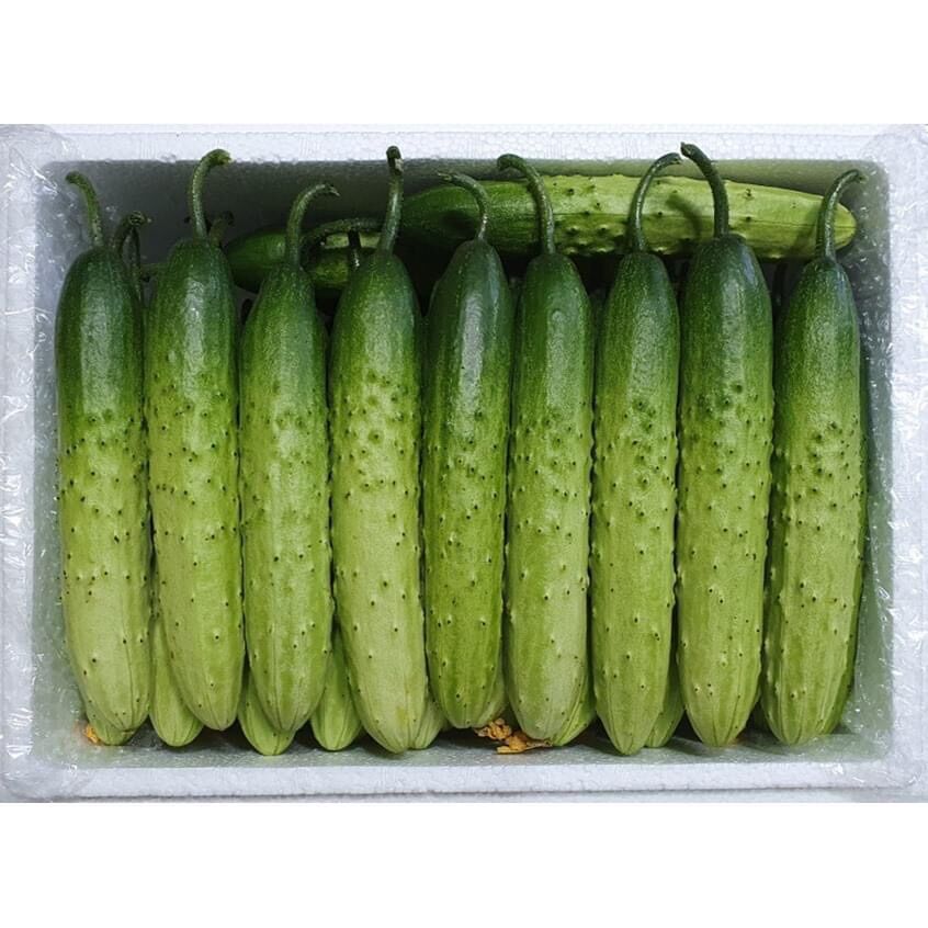 HẠT GIỐNG NHẬP KHẨU DƯA CHUỘT SỮA HÀN QUỐC