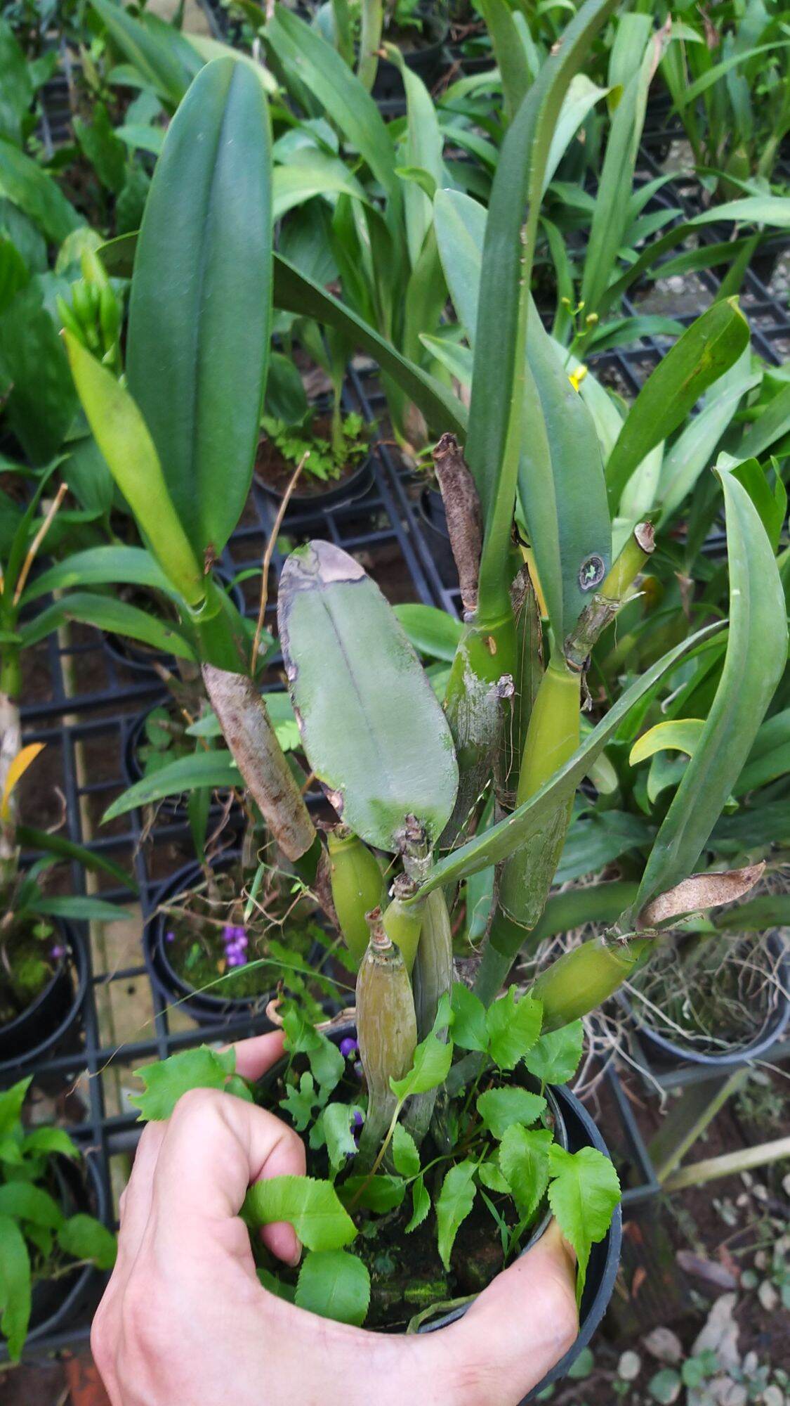 Cattleya mini hoa chùm Red Gragonfly.