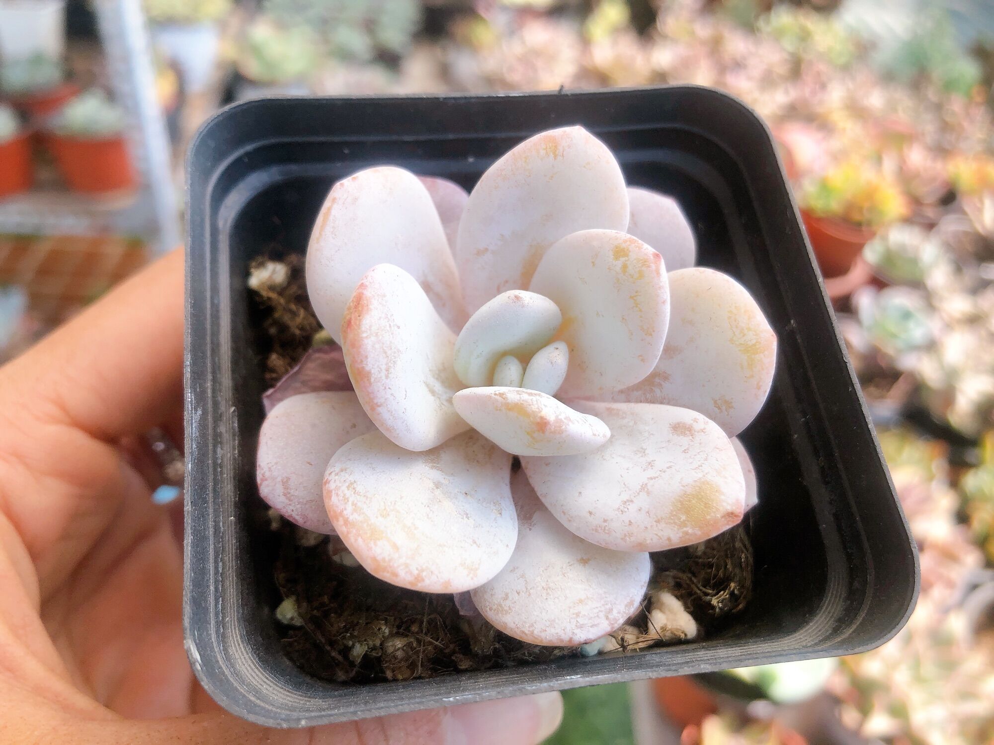 Sen đá laui 5-6cm