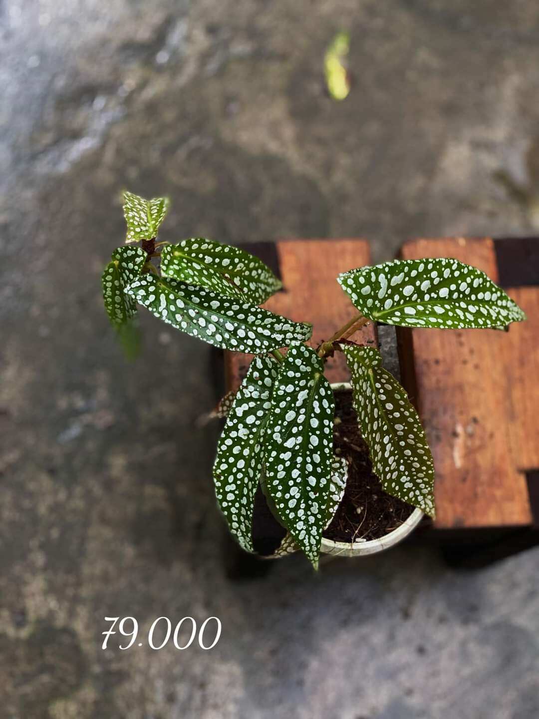 vỏ thông băm 3/4 1kg