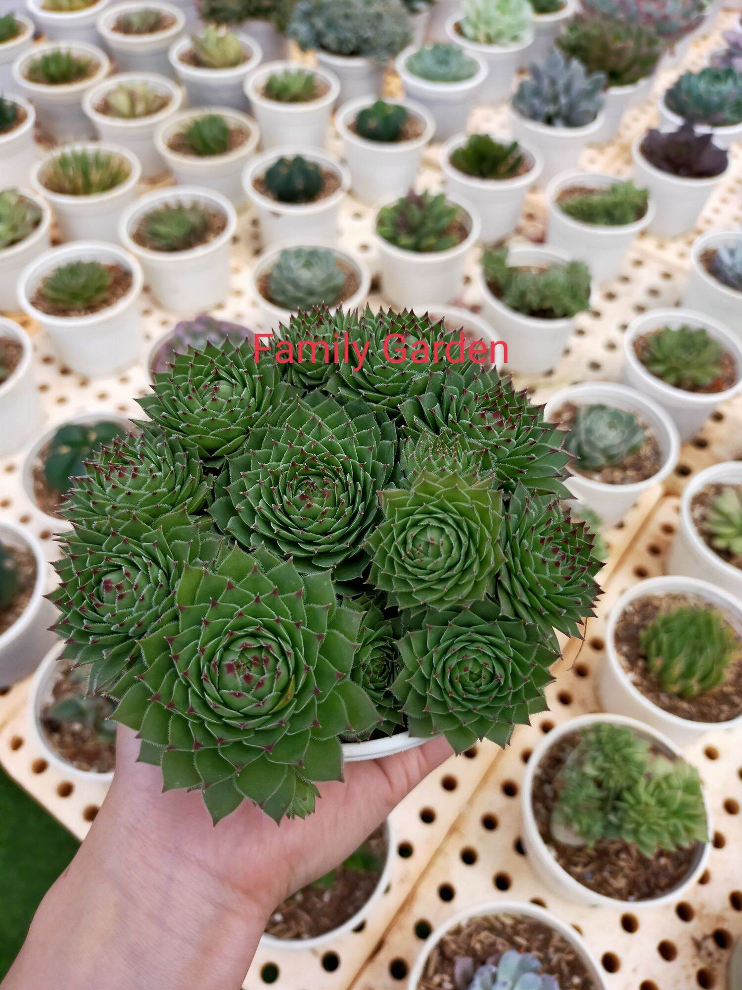 Sen phật bà lá ngắn🌲cây y hình🌵