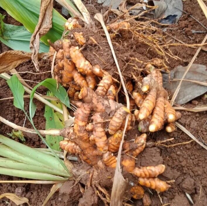 100g củ nghệ đỏ mọc mầm làm giống