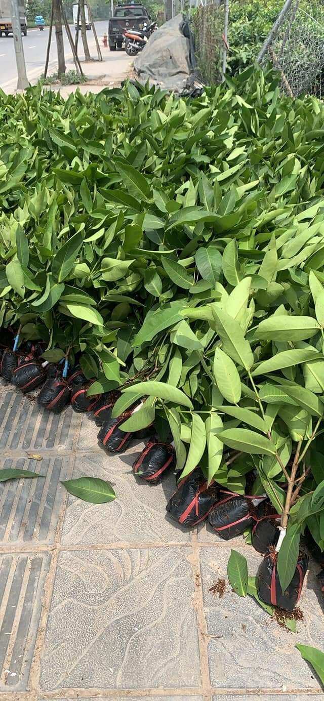 cây mận đường xanh
