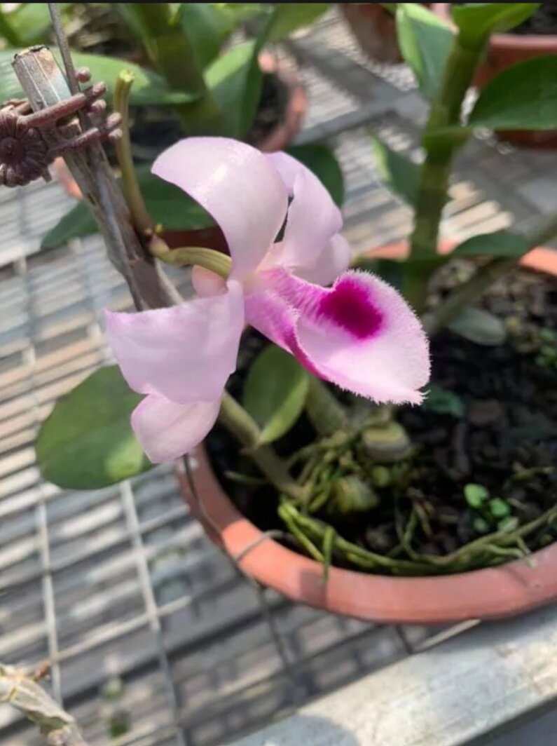 Cây giống Lan Hoàng Lạp