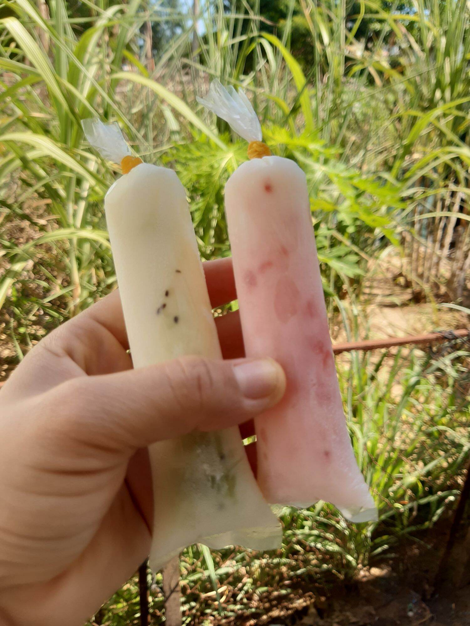nấm sữa kefir ( nấm làm sữa chua)
