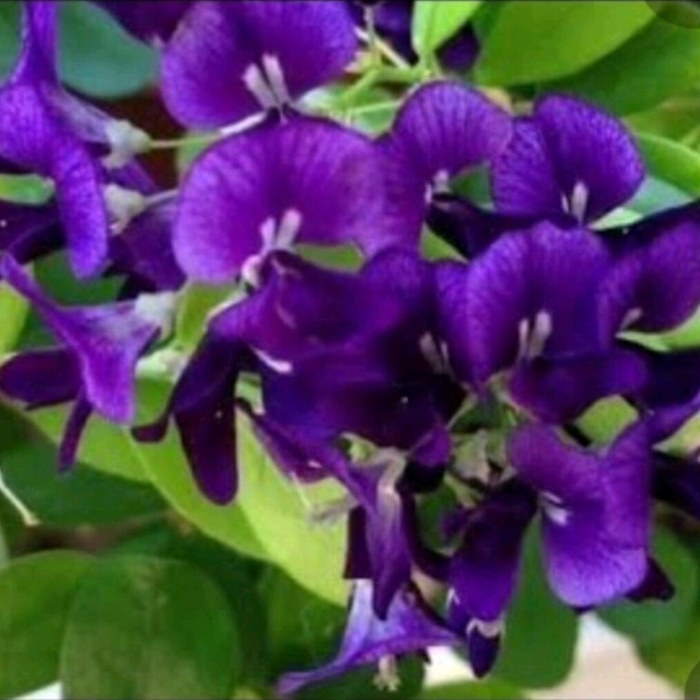 Cây linh sam hoa màu tím than, giao cây không hoa