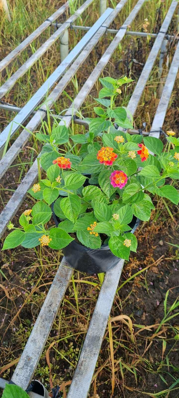 Cây Hoa Ngũ Sắc