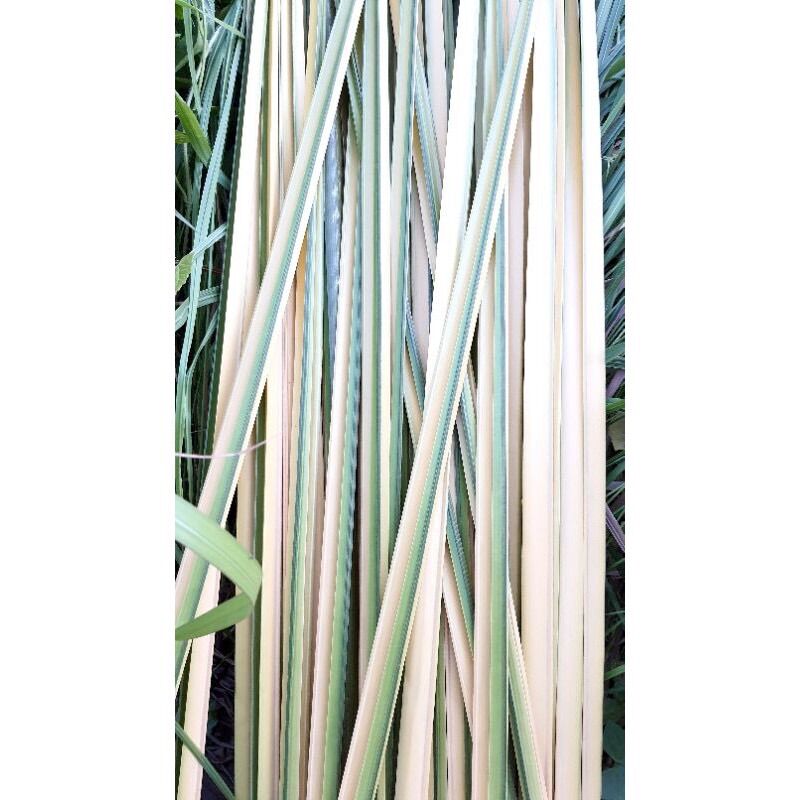 Lá dừa nước tươi 0,5kg