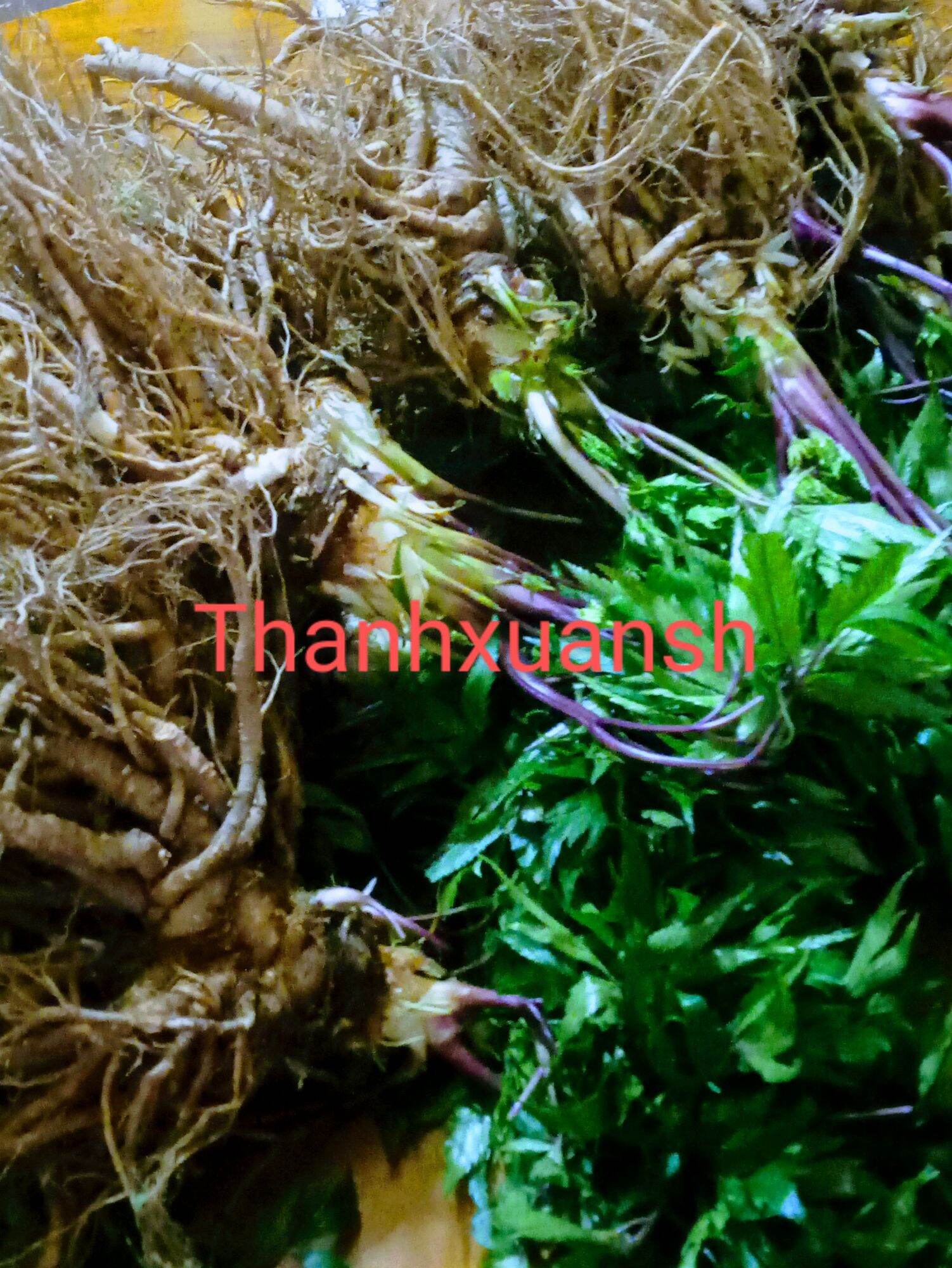 2kg Sâm đương quy  Sìn Hồ - Lai Châu
