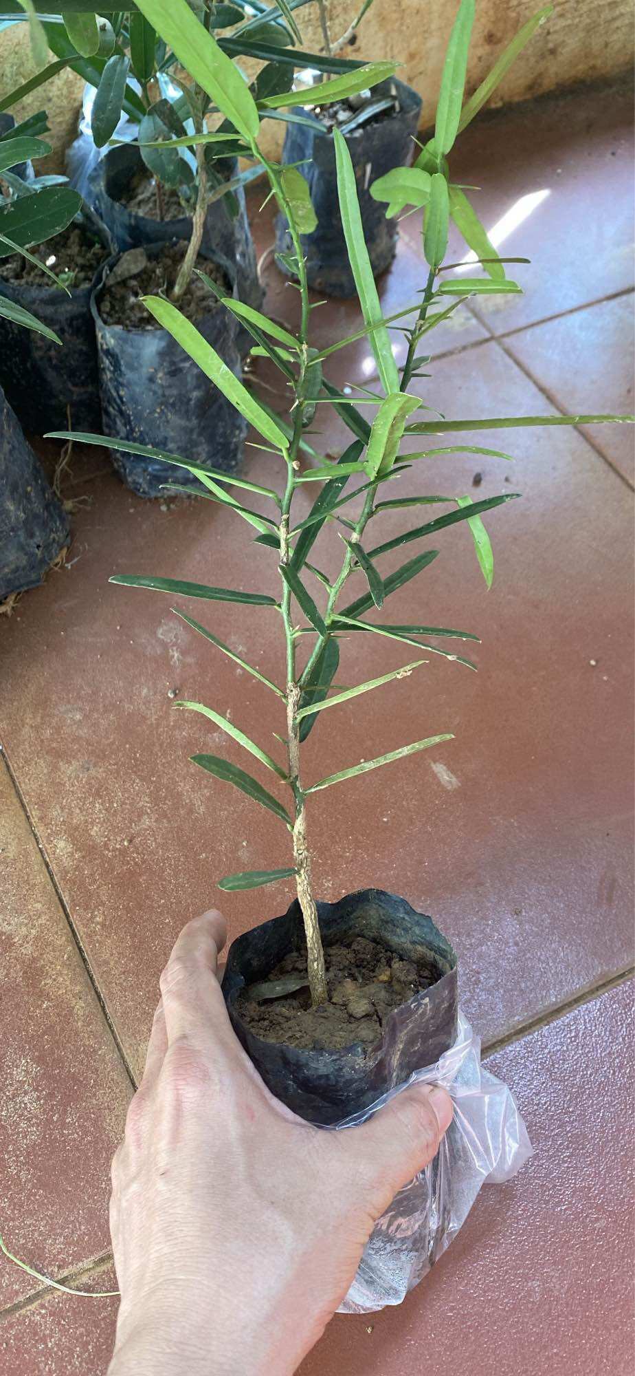 Cây giống Xáo tam phân