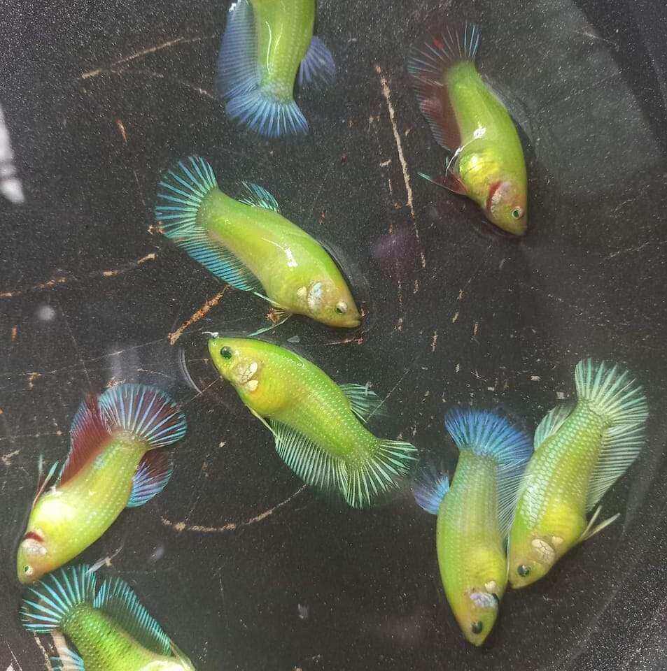 ( cá betta) combo 10 betta samurai red siêu đẹp