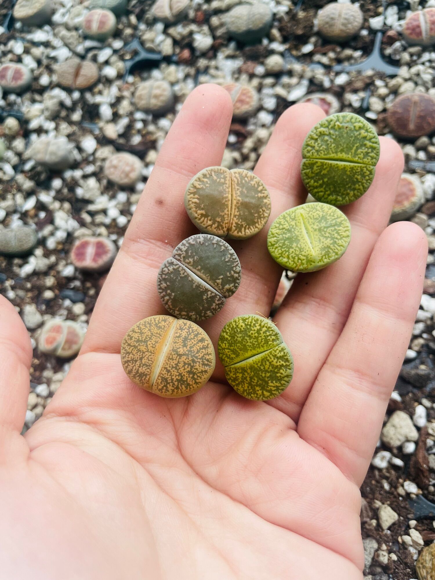 Sen mông, lithops, thạch lan mix đủ màu size 2cm