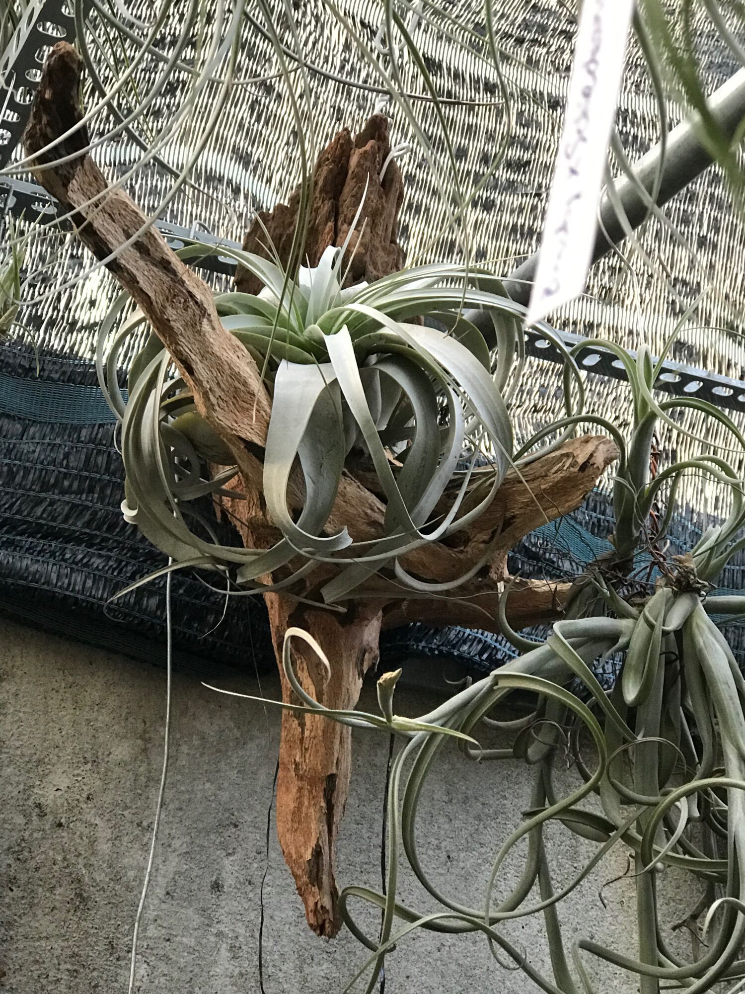 Cây không khí xerographica