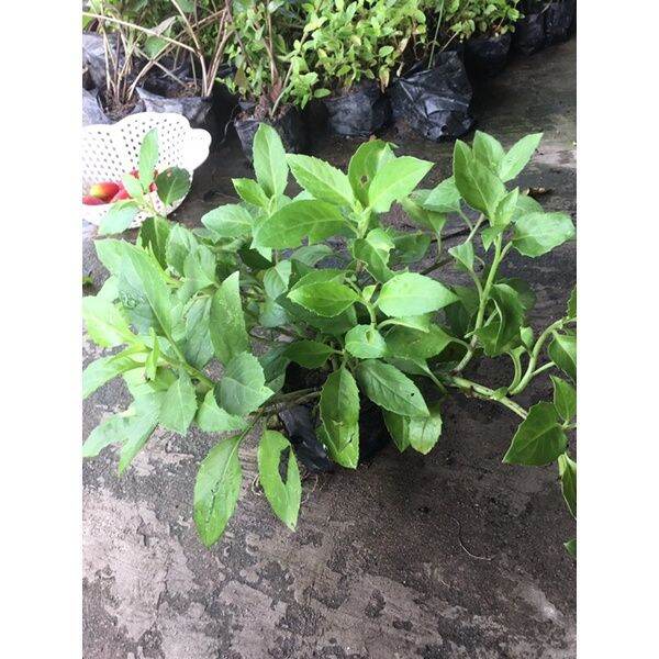 10 cây rau bớp giống