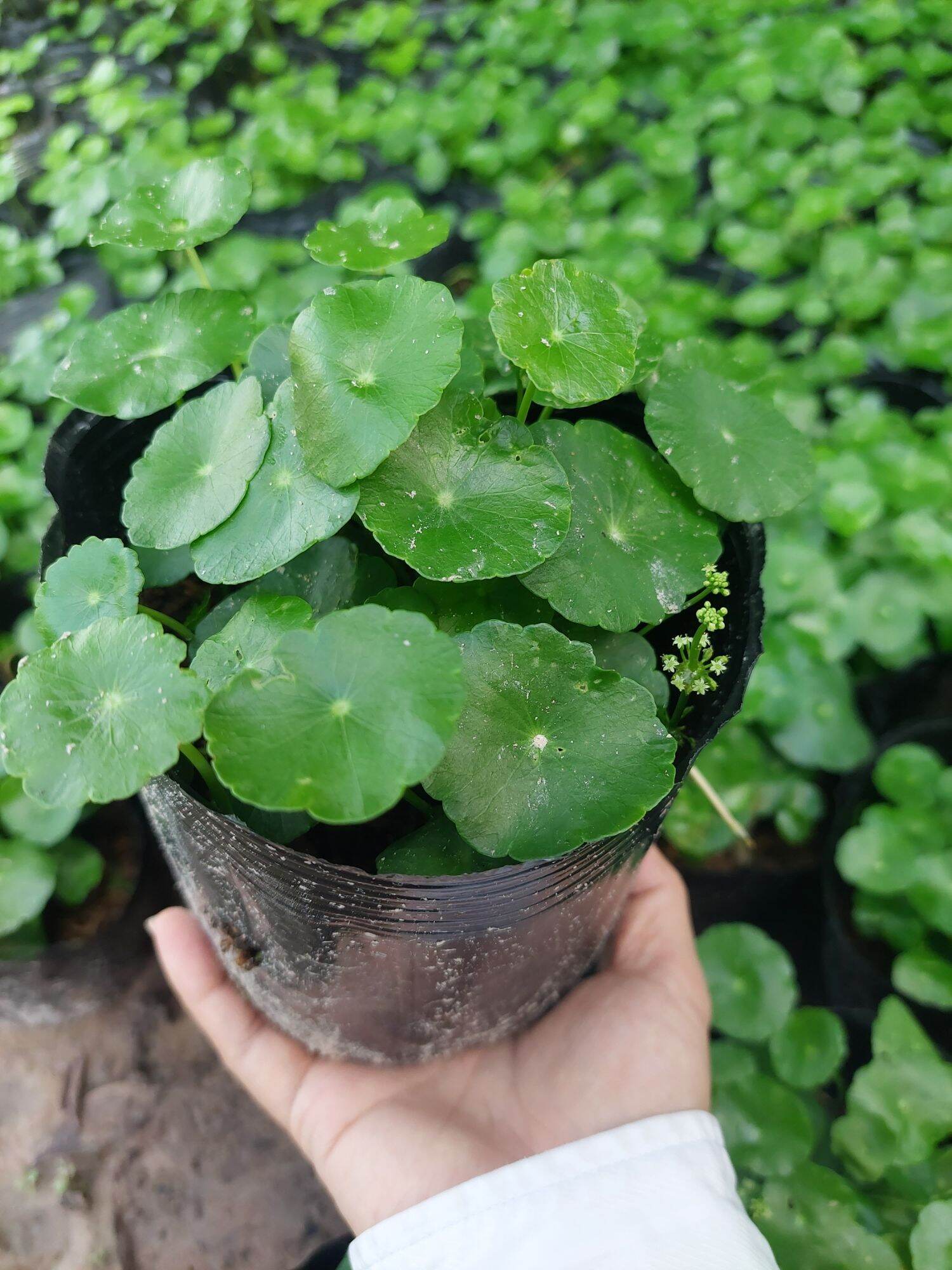Cây đồng tiền COMBO >20cây/chậu