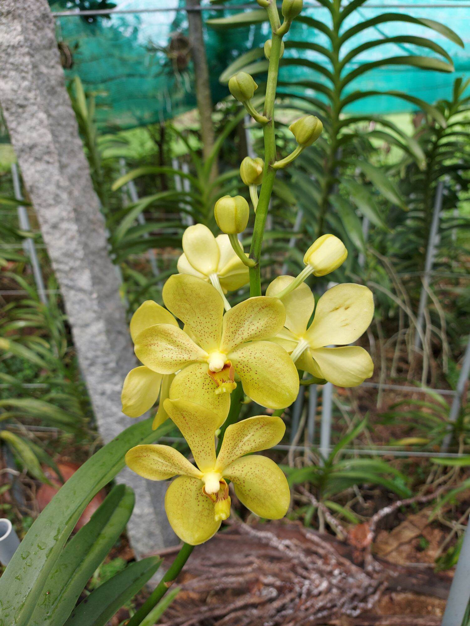 Hoa Lan Mokara