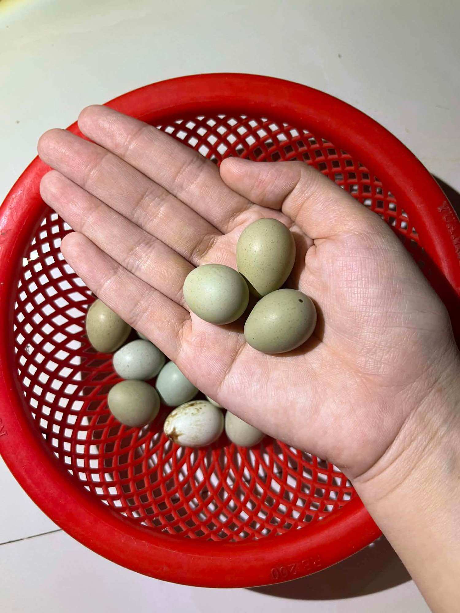 Combo 10 trứng gà rutin (10 tặng 1) + 300g cám