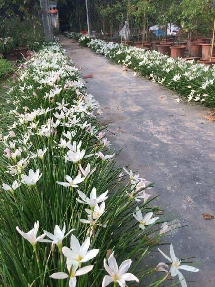 20 củ hoa huệ mưa mix màu