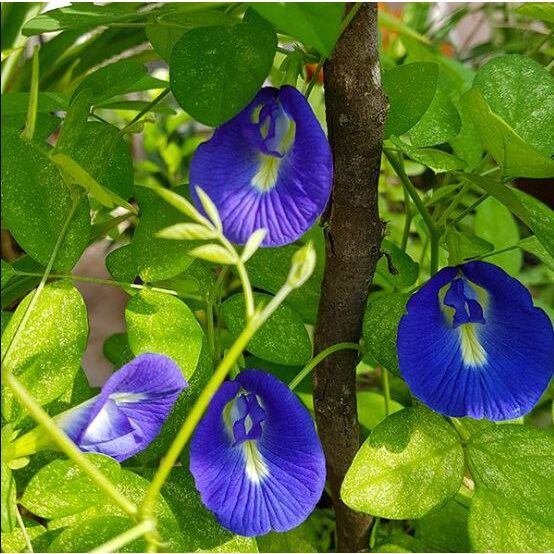 Hạt Giống Hoa Đậu Biếc