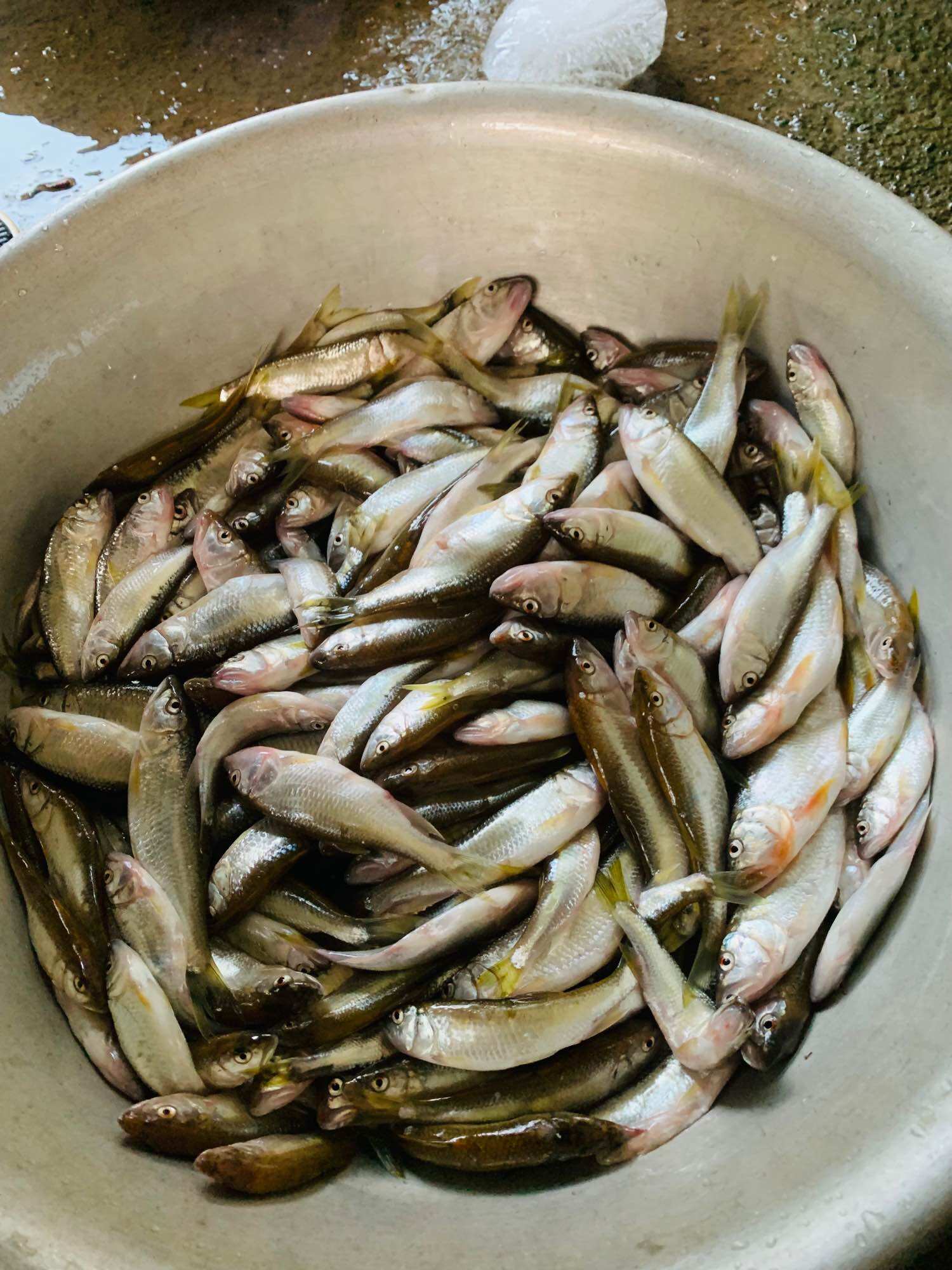 Thẻo câu cá mương