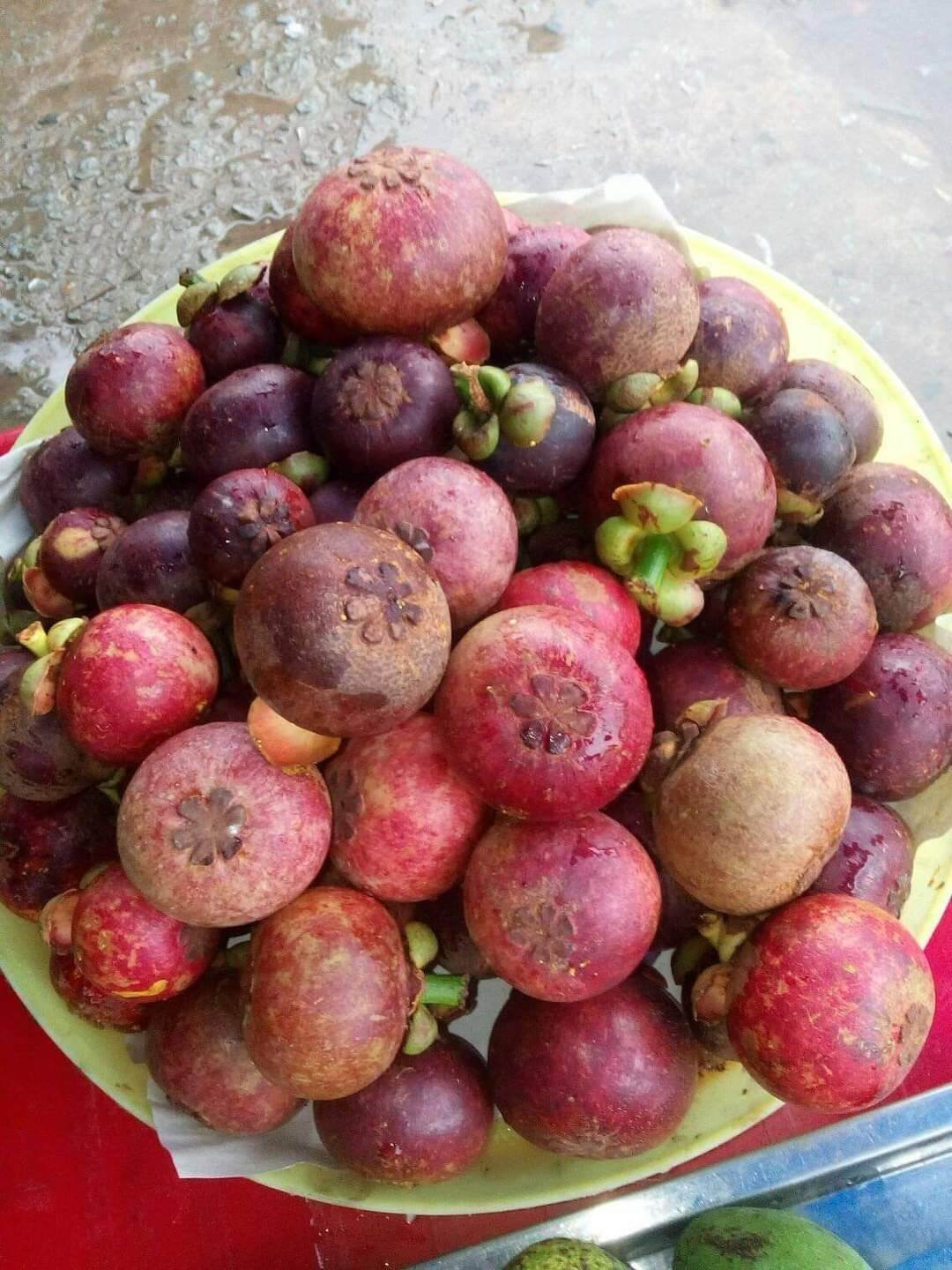 Cây măng cụt thái siêu sớm (2 năm)