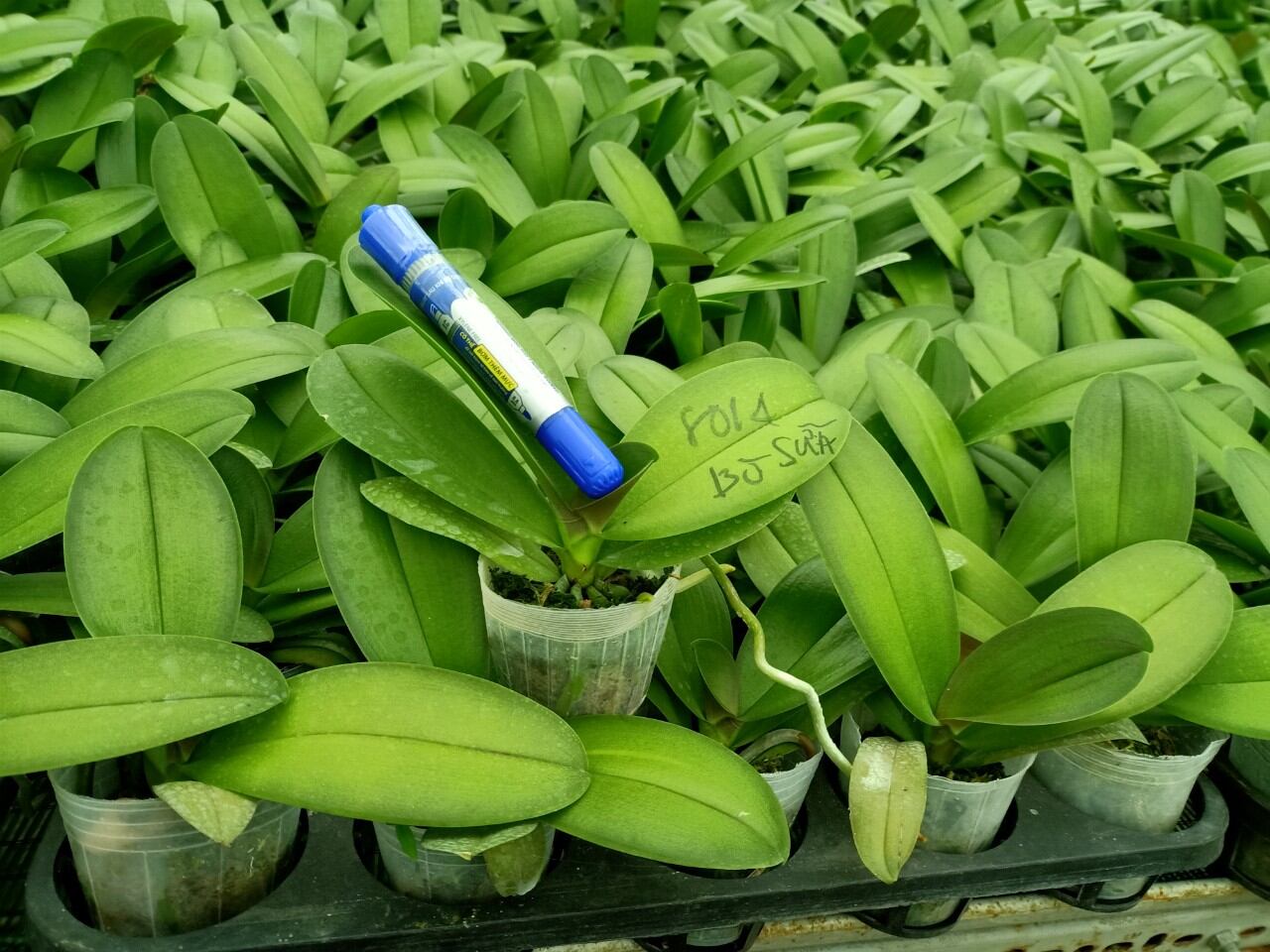 hồ điệp giống cốc 2.5 màu bò sữa