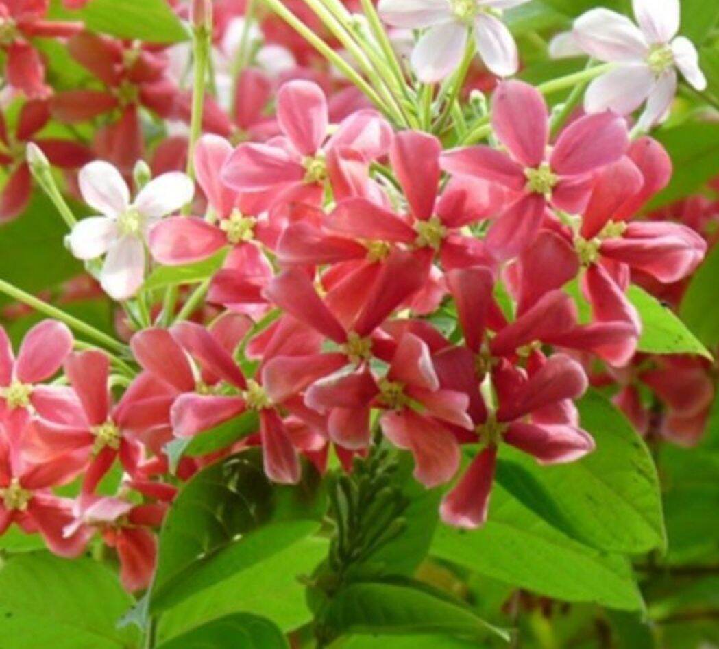 Cây hoa giun cánh đơn