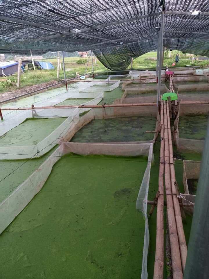 TRÁNG NUÔI CÁ , TRÊ , CHUÔI HOA , ỐC ẾCH